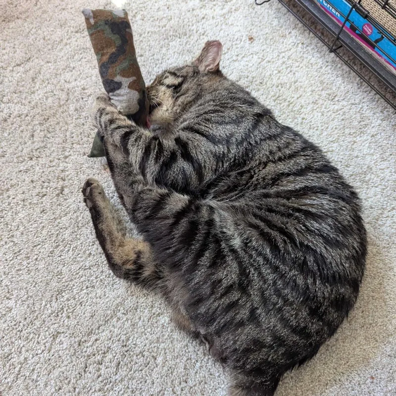 An adult large-sized male Brown / Chocolate Domestic Short Hair cat named Tylenol for adoption in PITTSBURGH, PA