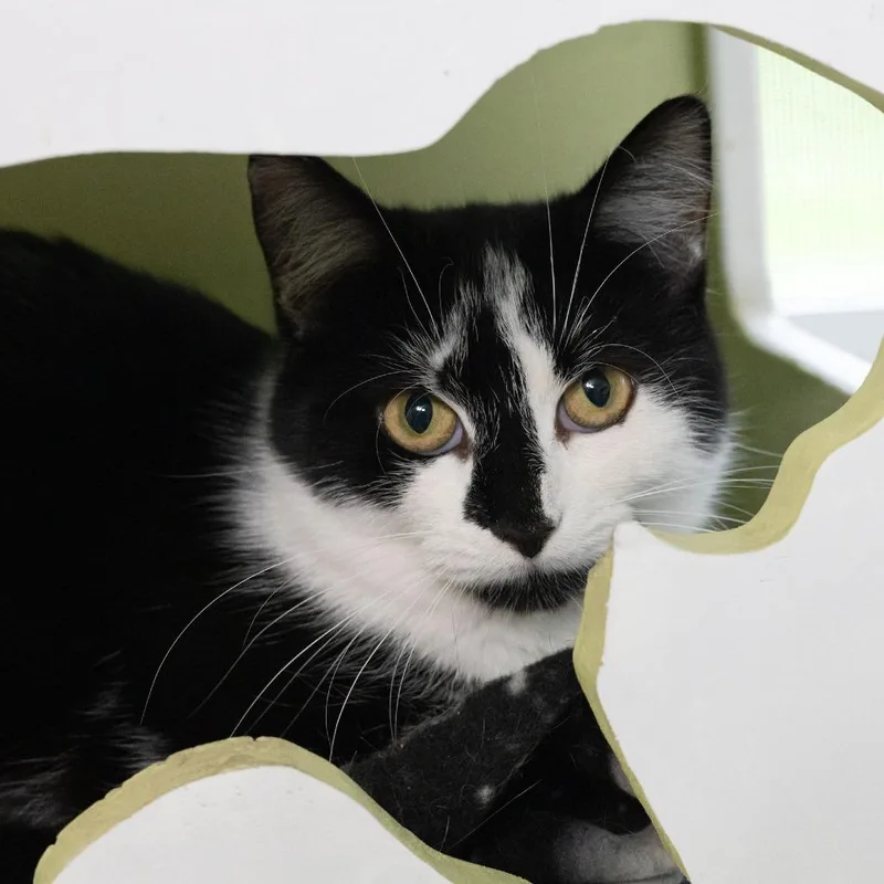 A young medium-sized female Black Domestic Short Hair cat named April for adoption in McKean, PA