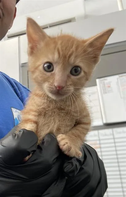 A baby medium-sized male Domestic Short Hair cat named Saturn for adoption in Dallas, TX