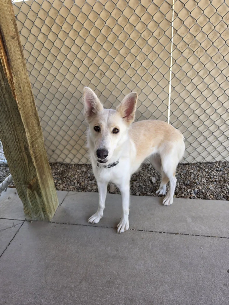 An adult medium-sized female Husky dog named Trixie for adoption in Emmett, ID