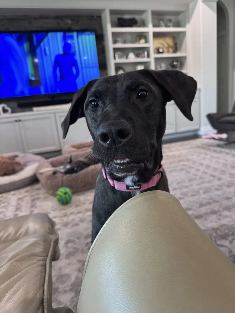 Layla Aka Juniper thumbnail 5