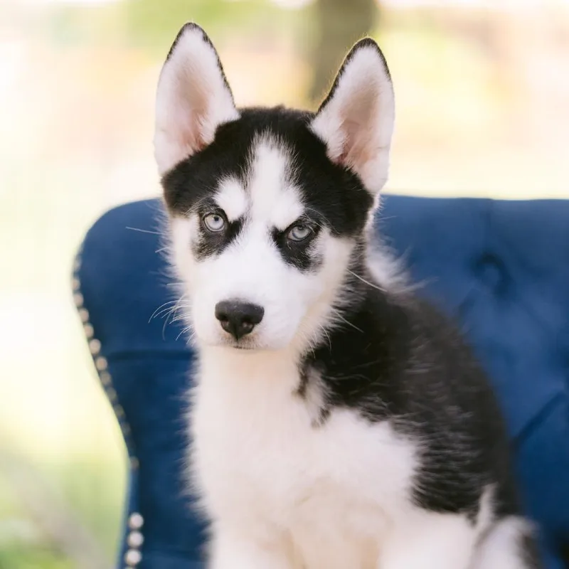 Balto