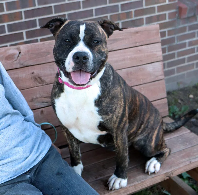 An adult large-sized female Pit Bull Terrier dog named Six for adoption in Kansas City, KS