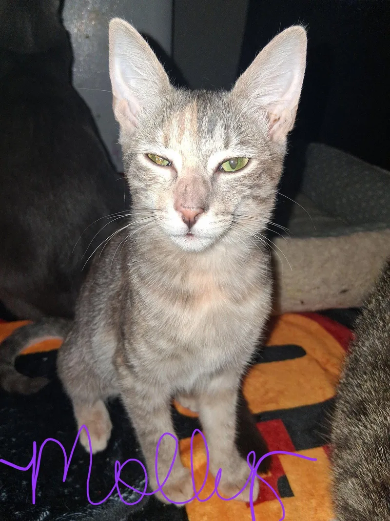 A baby medium-sized female Domestic Short Hair cat named Molly for adoption in Glendale, AZ