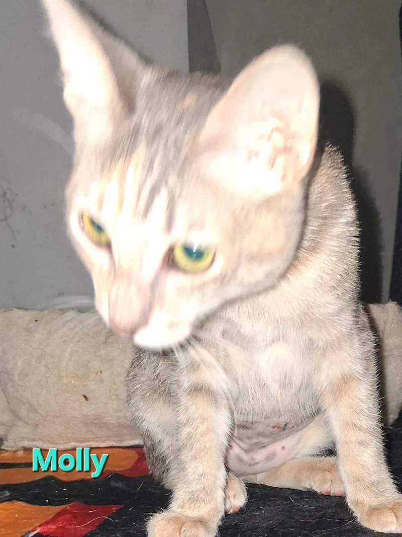 Molly thumbnail 2