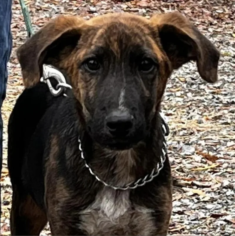 An adult medium-sized male Brindle Plott Hound dog named Alfie for adoption in Oakdale, LA