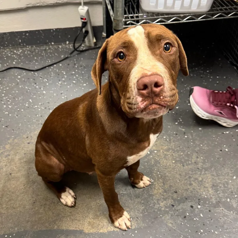A young large-sized male Brown / Chocolate Mixed Breed dog named Slate for adoption in Columbiana, AL