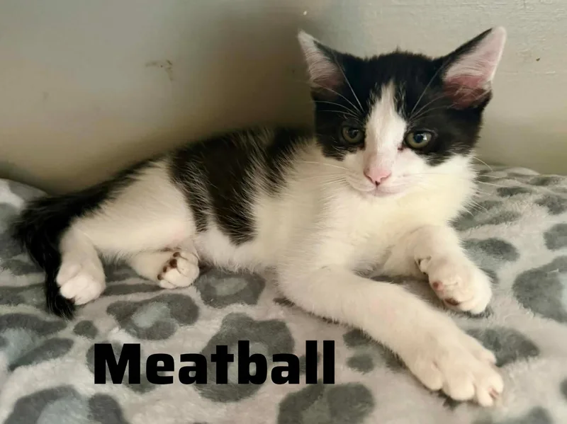 A baby small-sized male White Domestic Short Hair cat named Meatball for adoption in Shrewsbury, MA