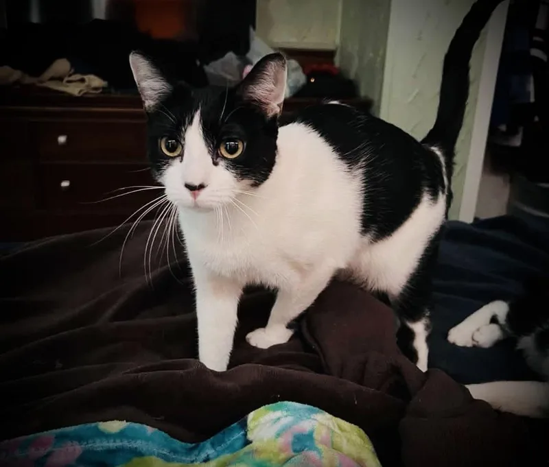 A young medium-sized female Black & White / Tuxedo Domestic Short Hair cat named Hootie & Trixie for adoption in Buffalo, NY