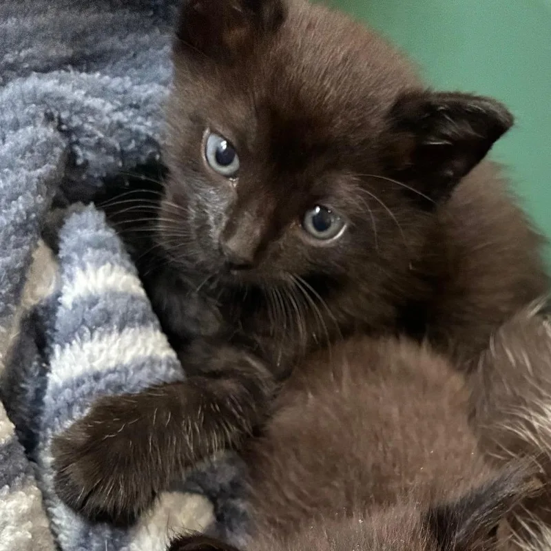 A baby small-sized male Black Domestic Short Hair cat named Spike for adoption in Oak Park, IL