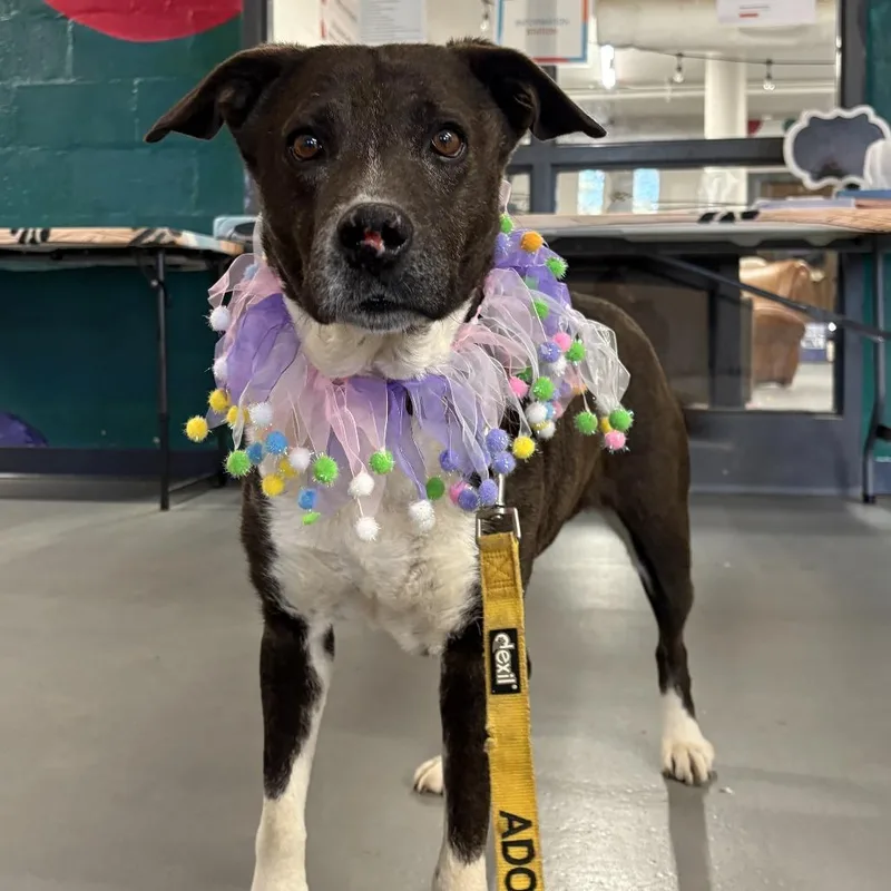 An adult medium-sized female Border Collie dog named Molly Kings Mountain for adoption in Peachtree City, GA