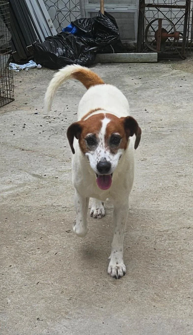 An adult medium-sized female Hound dog named Heidi for adoption in Tracy City , TN