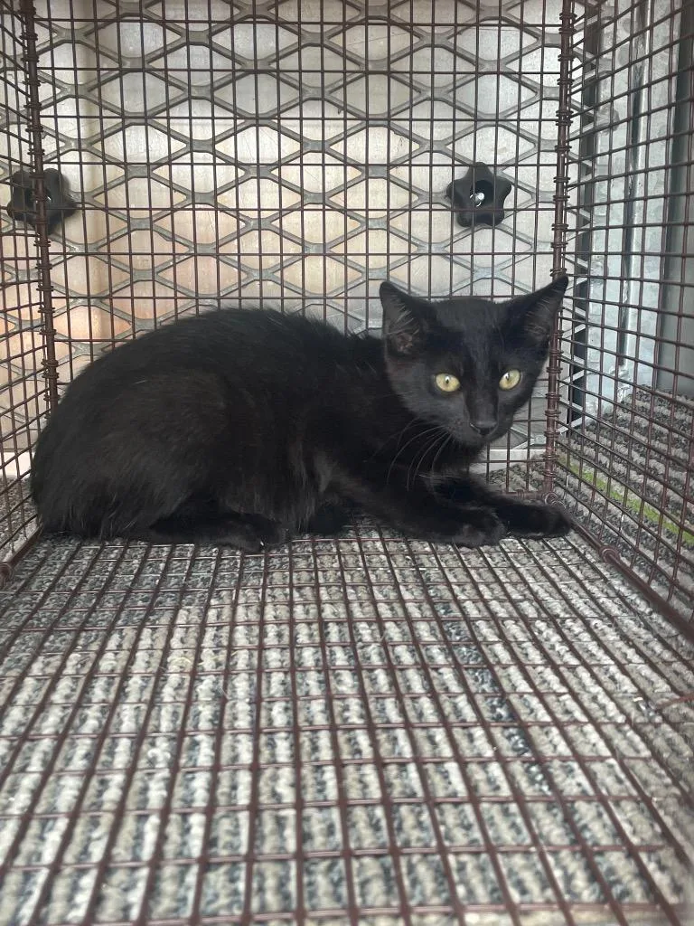 A young small-sized male Domestic Medium Hair cat named Minks for adoption in New Braunfels, TX