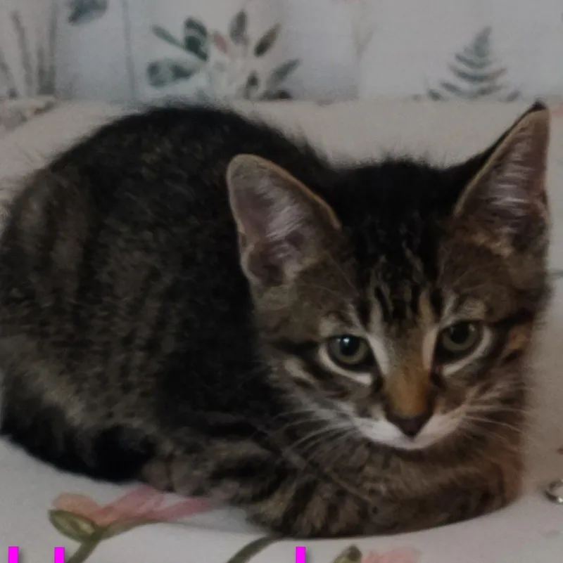 A baby medium-sized female Tabby (Brown / Chocolate) Domestic Short Hair cat named Honey Bun for adoption in Watertown, WI