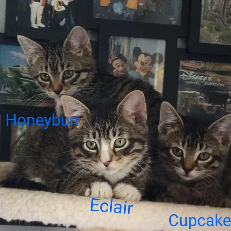 Honey Bun thumbnail 2