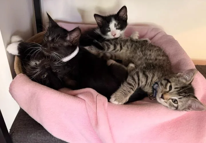 A baby medium-sized female Domestic Short Hair cat named Kenny for adoption in Minneapolis, MN