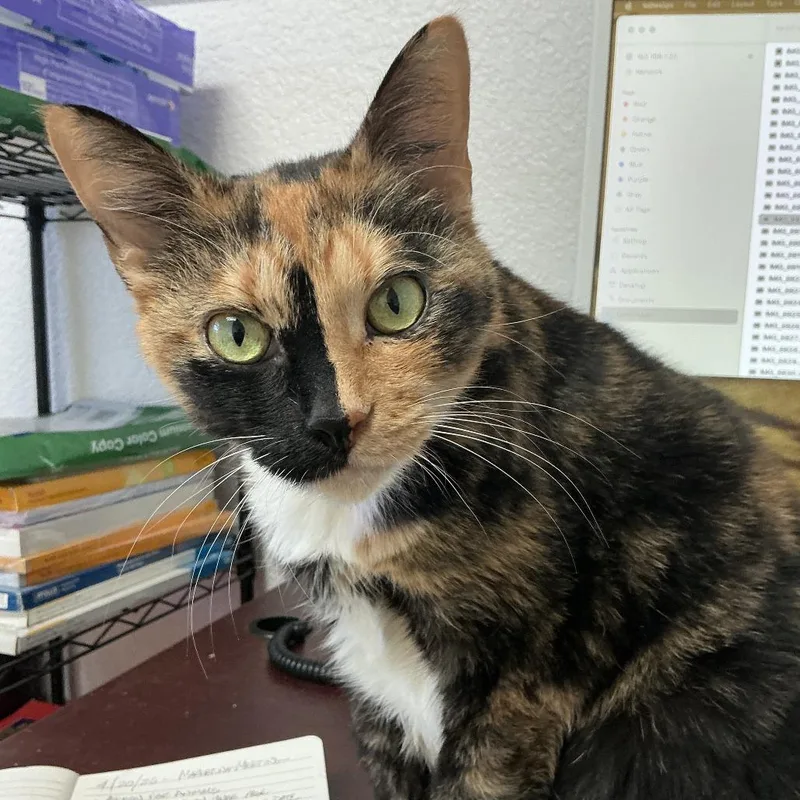 A senior large-sized female Tortoiseshell Domestic Short Hair cat named Millie for adoption in Lakeland, FL