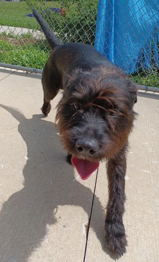 An adult large-sized female Tricolor (Brown, Black, & White) Airedale Terrier dog named Frazzle for adoption in Kalamazoo, MI