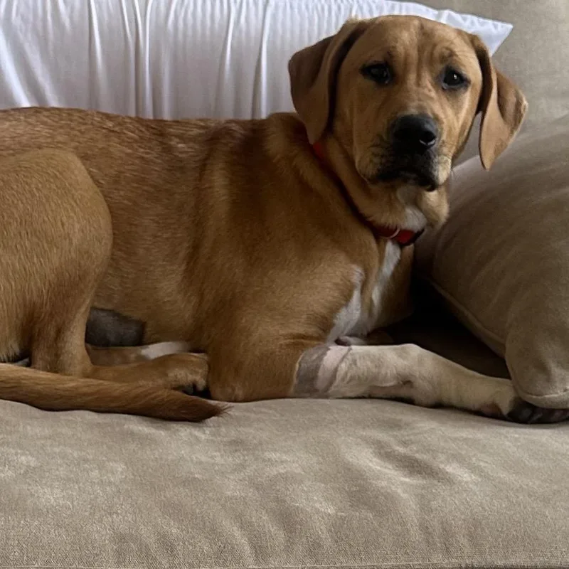 A baby large-sized female Golden Retriever dog named Bailey for adoption in Ferndale, MI