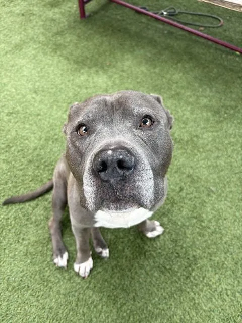 An adult extra large-sized male Terrier dog named Danny for adoption in Miami, FL