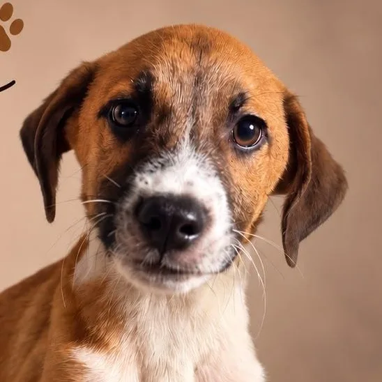 A baby medium-sized male Yellow / Tan / Blond / Fawn Shepherd dog named Drako for adoption in New York, NY