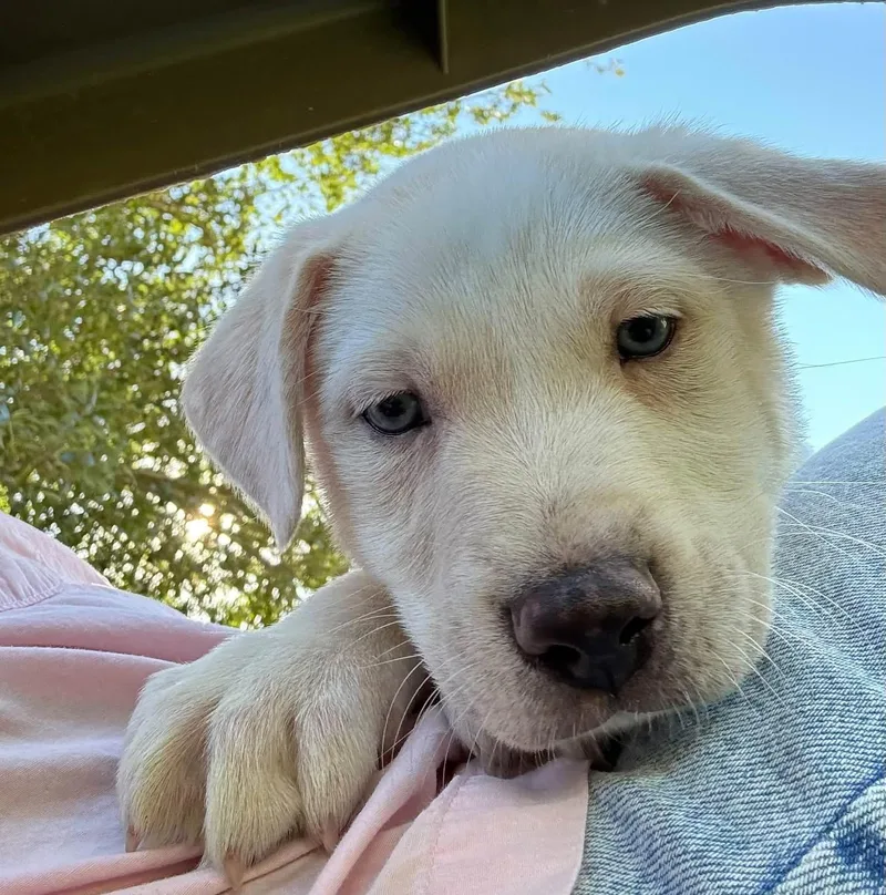 A young medium-sized male Australian Shepherd dog named Mercedes for adoption in Southlake, TX