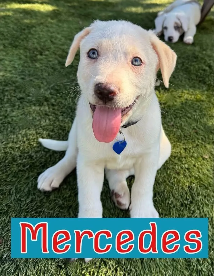 Mercedes thumbnail 3