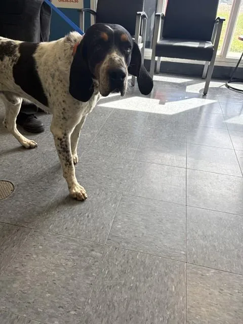 An adult large-sized male Catahoula Leopard Dog dog named Waffles for adoption in Casper, WY