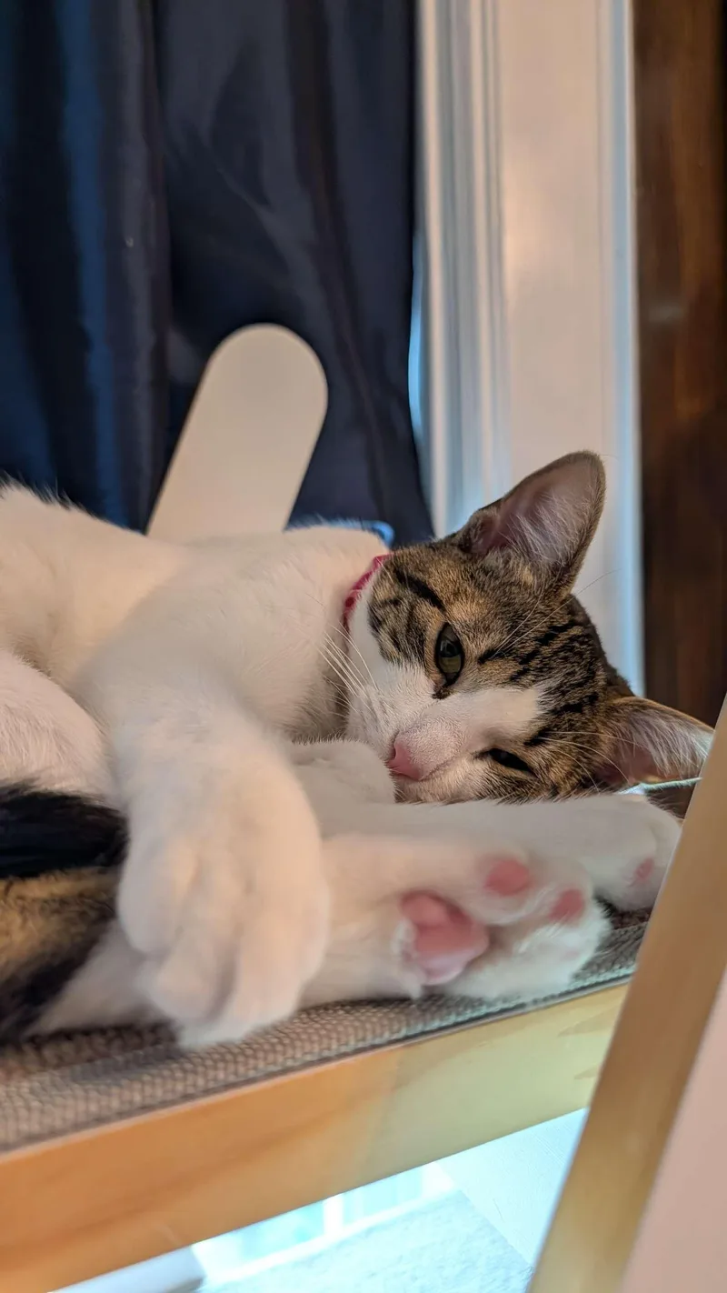 Lily thumbnail 2