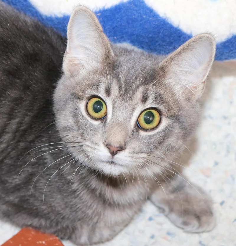 A baby medium-sized male Tabby (Gray / Blue / Silver) Domestic Short Hair cat named Froyo for adoption in Cincinnati, OH