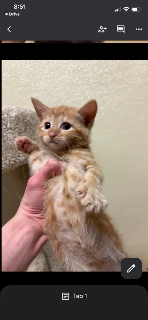 A baby large-sized male Domestic Short Hair cat named Clark for adoption in Dalton, GA