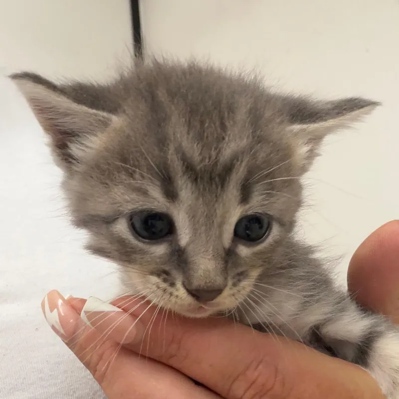 A baby small-sized male Gray / Blue / Silver Domestic Short Hair cat named Gideon for adoption in Lake Jackson, TX