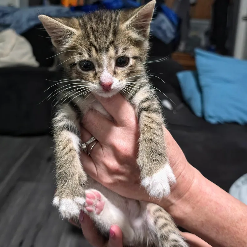 A baby small-sized male White Domestic Short Hair cat named CollinBest friends with Francesca for adoption in West Jefferson, OH
