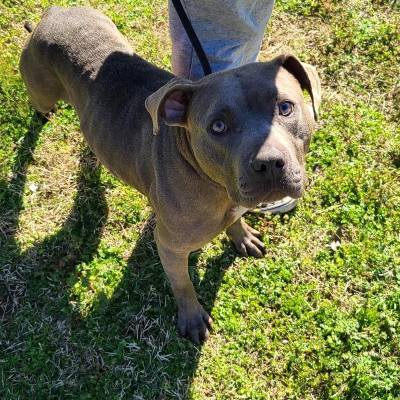 An adult medium-sized female Gray / Blue / Silver Mixed Breed dog named Poppy for adoption in Chattanooga, TN