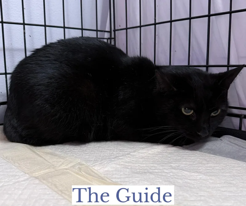 The Guide thumbnail 2