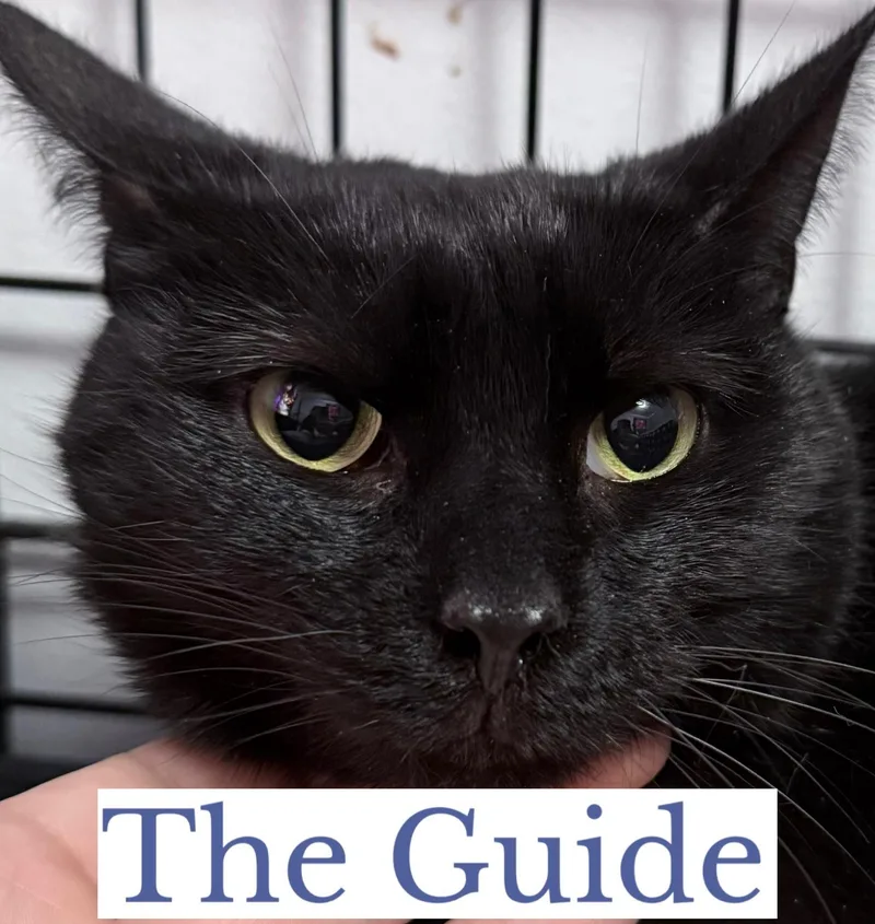 The Guide thumbnail 3