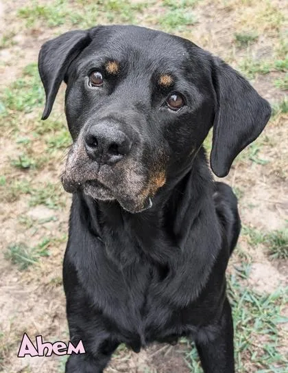 An adult large-sized female Rottweiler dog named Ahem for adoption in Mason, MI
