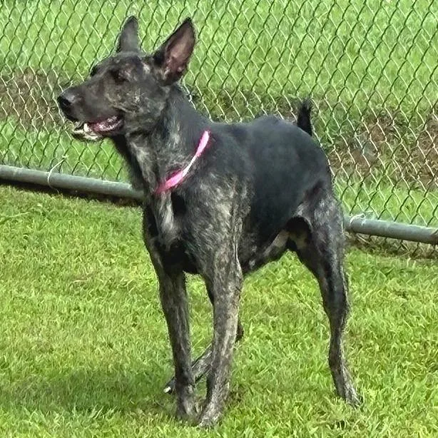 An adult medium-sized female Brindle Mixed Breed dog named Chocolate for adoption in Chattanooga, TN