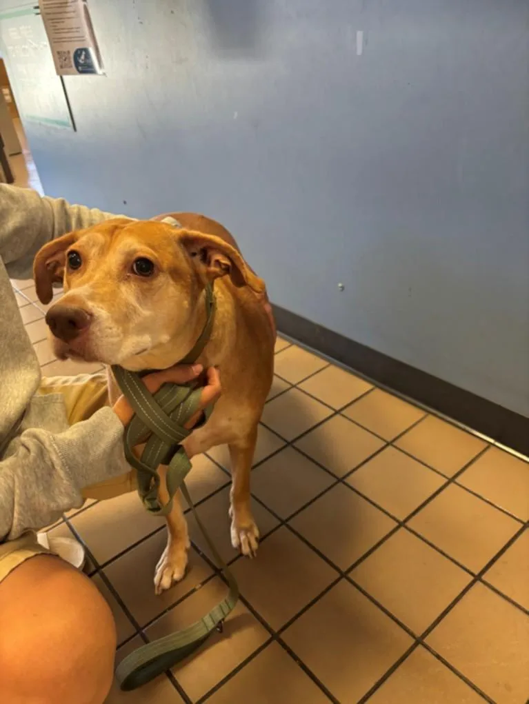 An adult large-sized female Labrador Retriever dog named Pokie for adoption in Burbank, CA