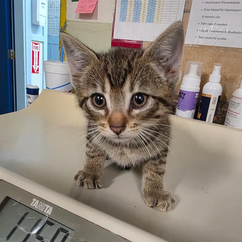 A baby small-sized male Brown / Chocolate Domestic Short Hair cat named Butterfree for adoption in Eureka Springs, AR