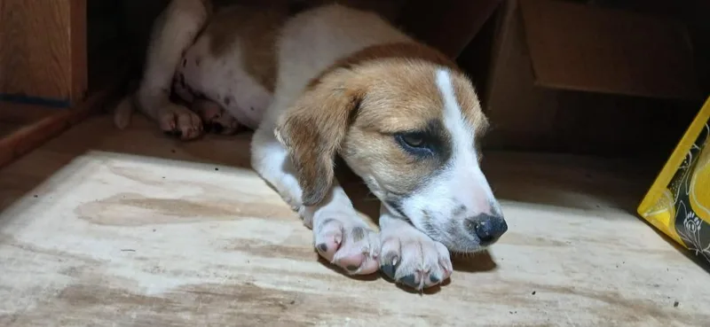 A baby small-sized male Beagle dog named Skippy for adoption in Crocker, MO