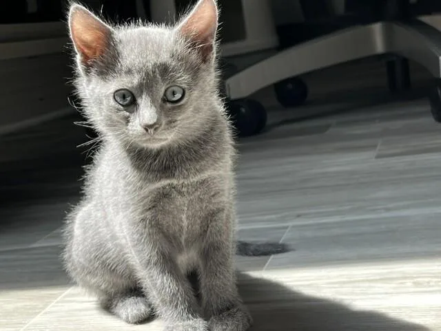 A young medium-sized female Gray / Blue / Silver Domestic Short Hair cat named Roku for adoption in Arlington, WA