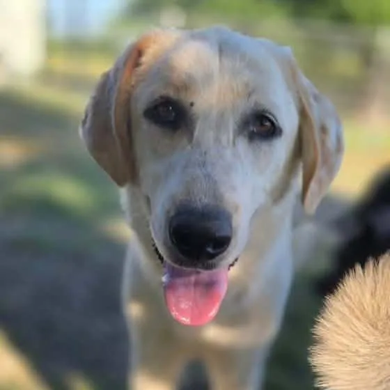 A young large-sized female Great Pyrenees dog named Toffee $ for adoption in Milwaukee, WI