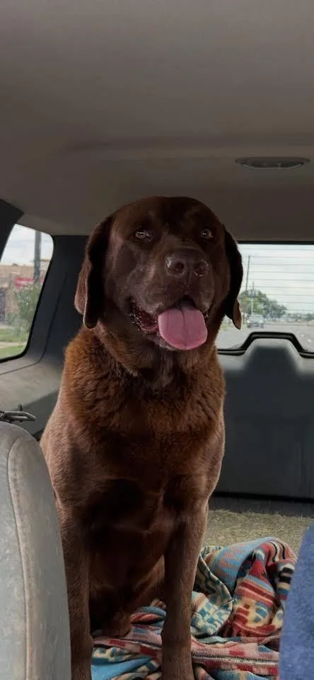 An adult large-sized male Chocolate Labrador Retriever dog named Bo for adoption in North Syracuse, NY