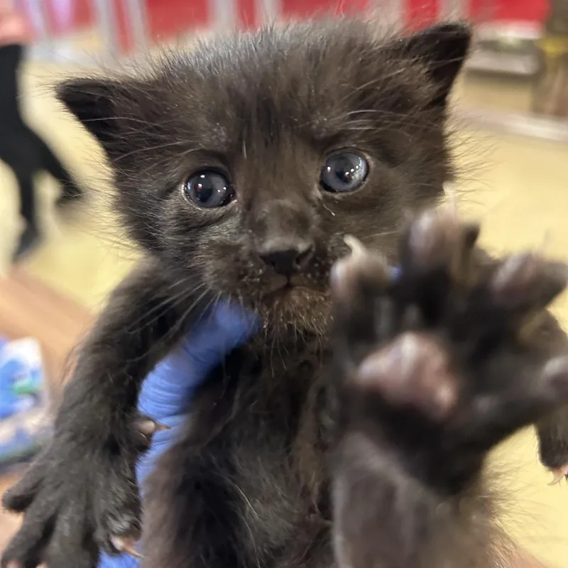 A baby small-sized male Black Domestic Medium Hair cat named Koichi for adoption in Park City, UT