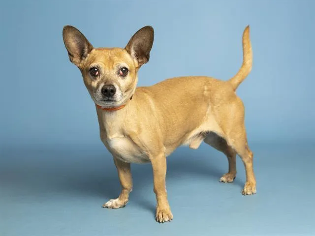 An adult small-sized male Chihuahua dog named Dooby for adoption in Phoenix, AZ