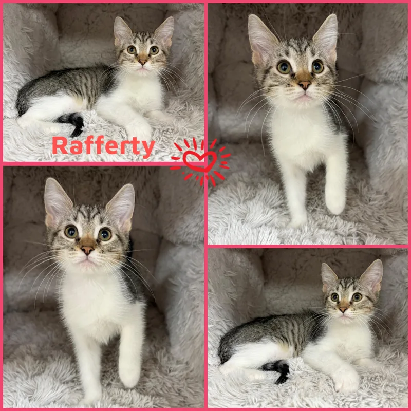 A baby small-sized male Tabby (Gray / Blue / Silver) Domestic Short Hair cat named Rafferty for adoption in Louisville, KY
