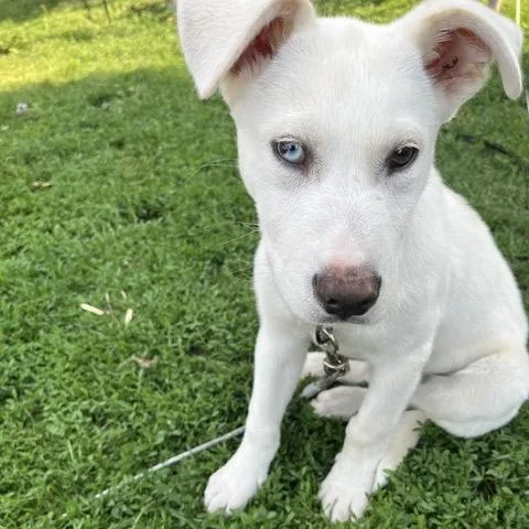 A baby small-sized male White / Cream Mixed Breed dog named Tofu for adoption in Buffalo, MN