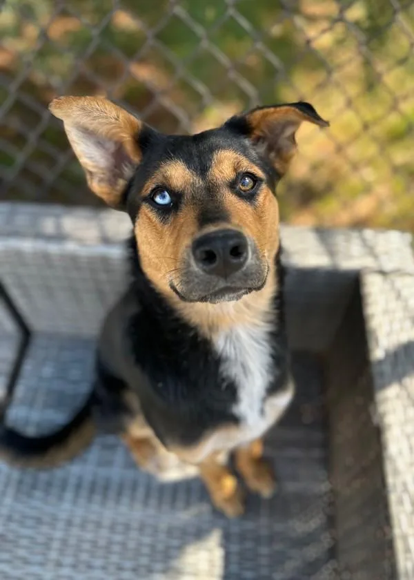 A young medium-sized female Shepherd dog named Mochi for adoption in Skillman, NJ