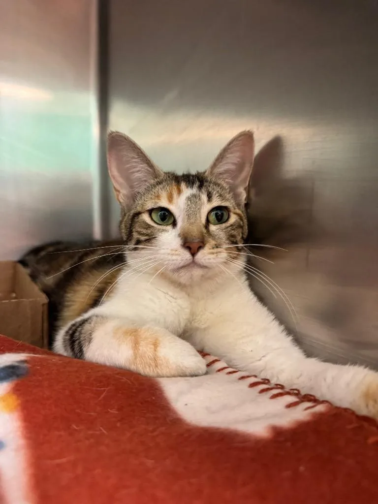 A young medium-sized female Domestic Short Hair cat named Athena for adoption in Belton, TX